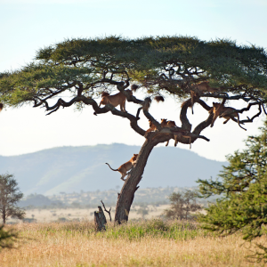 1 jeu acheté, 1 arbre planté 🌳