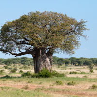 1e doel bereikt: 1000 bomen geplant! ✅