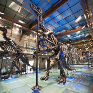 8. Museum of Natural Sciences