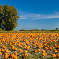 4. Pumpkin picking
