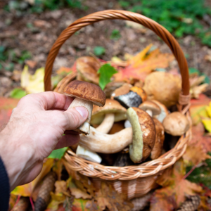 5. Paddenstoelen plukken