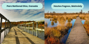 5. Hautes Fagnes