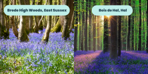 12. Bois de Hal