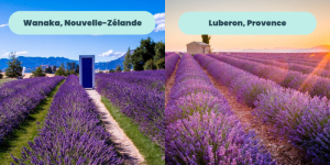 2. Champs de lavande dans le Luberon