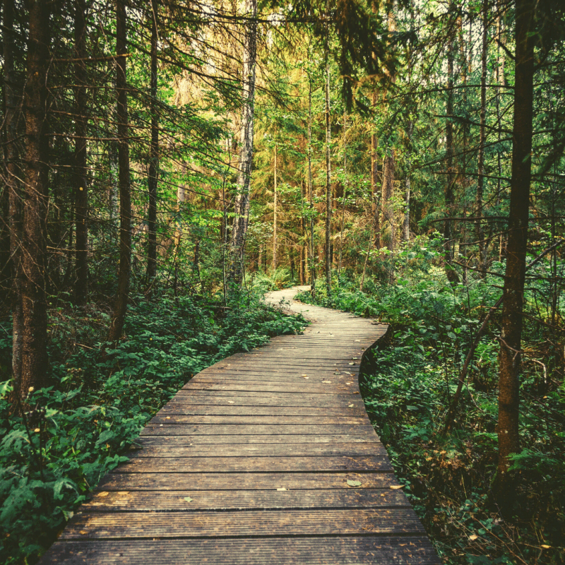 Promenons-nous dans les bois