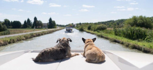 7. Fare una crociera con il tuo cane 🛳