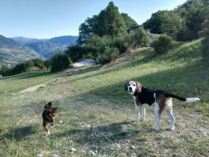 2. Fai un'escursione con il tuo cane 🐾
