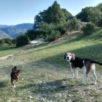 2. Faire une randonnée avec ton chien 🐾