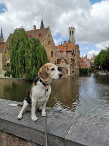 1. Scopri la città con il tuo cane 🦮
