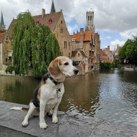 1. Découvrir la ville avec son chien 🦮