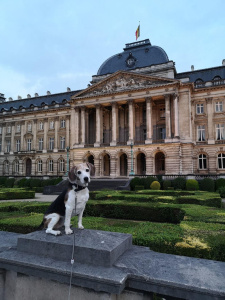 4. Visita un museo con il tuo cane 🖼