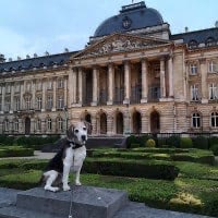 4. Visiter un musée avec ton chien 🖼
