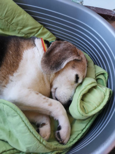 10. Praticare i pisolini per cani 😴