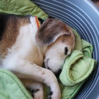 10. Pratiquer la cani-sieste 😴