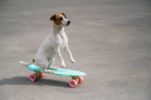 6. Doggy-skating 🛹