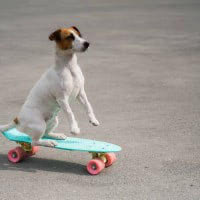 6. Doggy-skating 🛹
