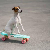 6. Faire du cani-skate 🛹