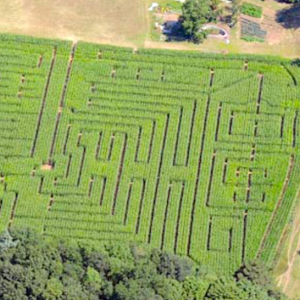 5/ Se perdre dans un labyrinthe de Maïs