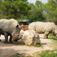 3/ Visiter le Zoo de Lunaret