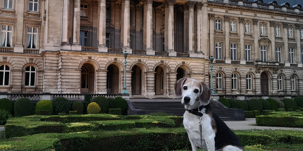 Le toutou-tourisme : que faire comme activités avec son chien ?